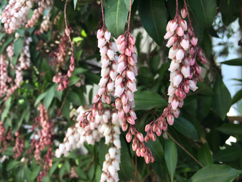 3月关西悠然の旅 (大阪京都奈良8日自由行)_大