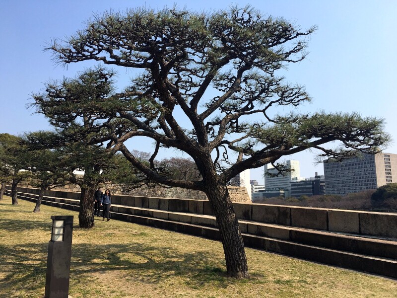 3月关西悠然の旅 (大阪京都奈良8日自由行)_大