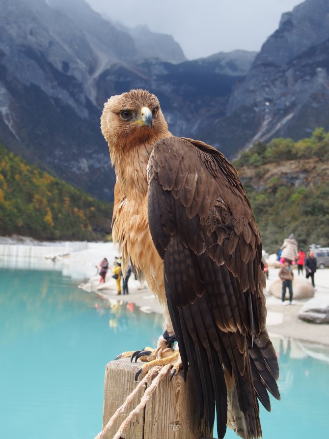 丽江,香格里拉的醉人旅行