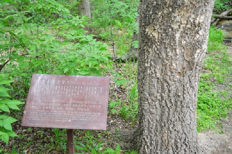 黄菠萝树,又名黄柏,是我国三大珍贵阔叶树种之一,树皮