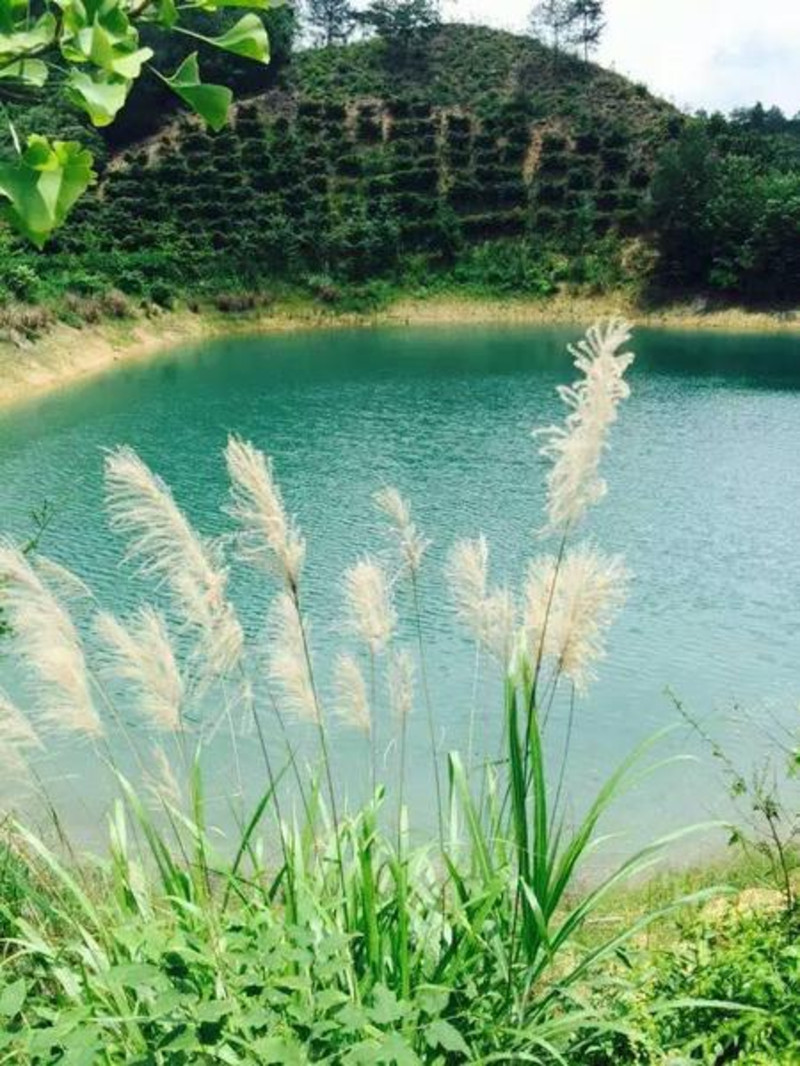 捧一泉碧水,唱一首好歌_千島湖鳥島遊記_途牛