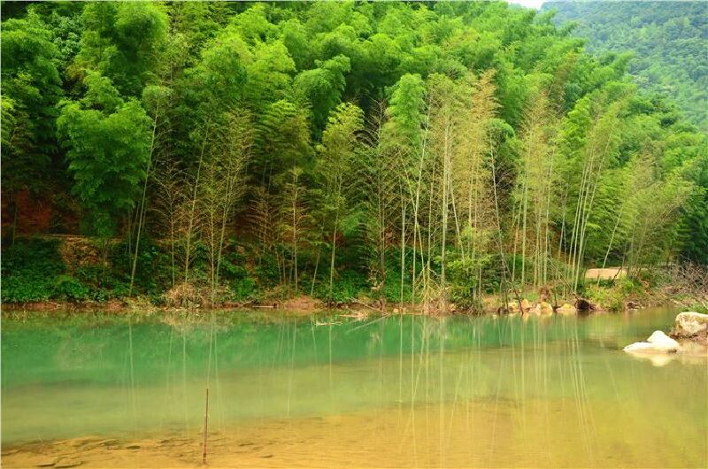 ▼静静的潭水面上,倒映出竹子的青青