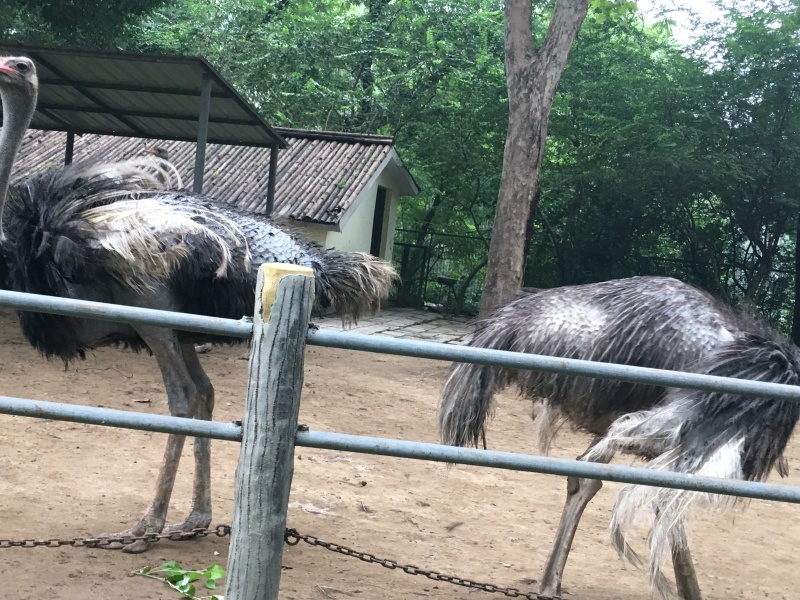 偶发童心游济南动物园济南枣庄6日游之第4天2
