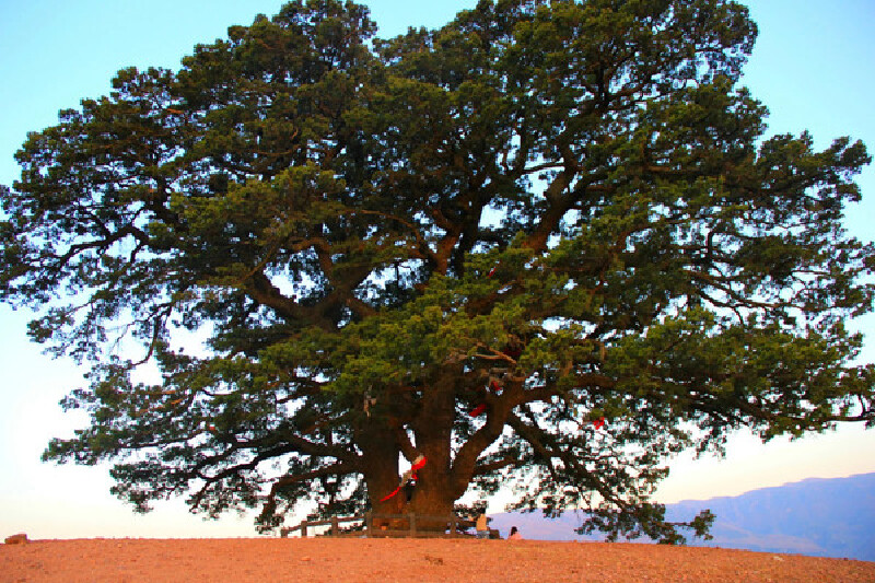     千年老龙树照片.