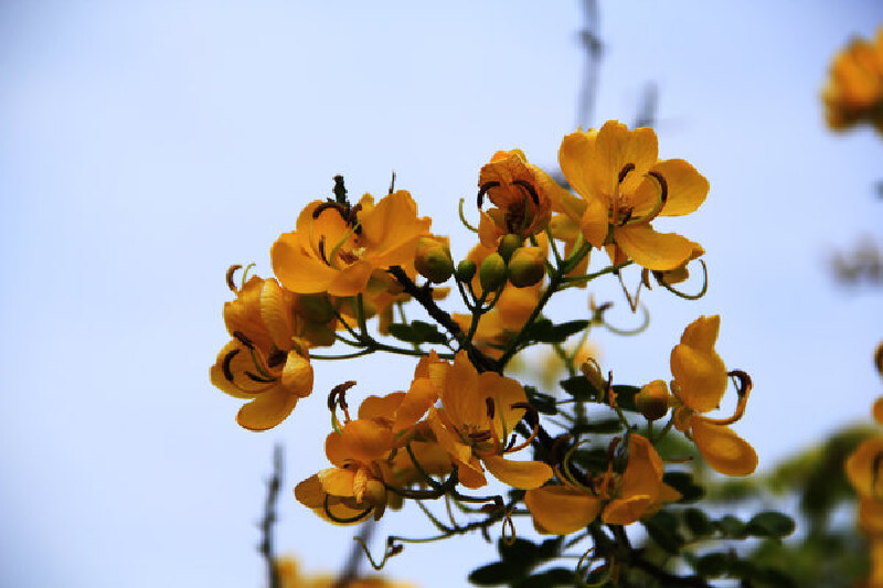 寻觅那些年逝去的记忆—石狮黄金海岸—杨家大楼