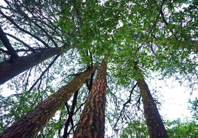 五棵松树叫做五进士