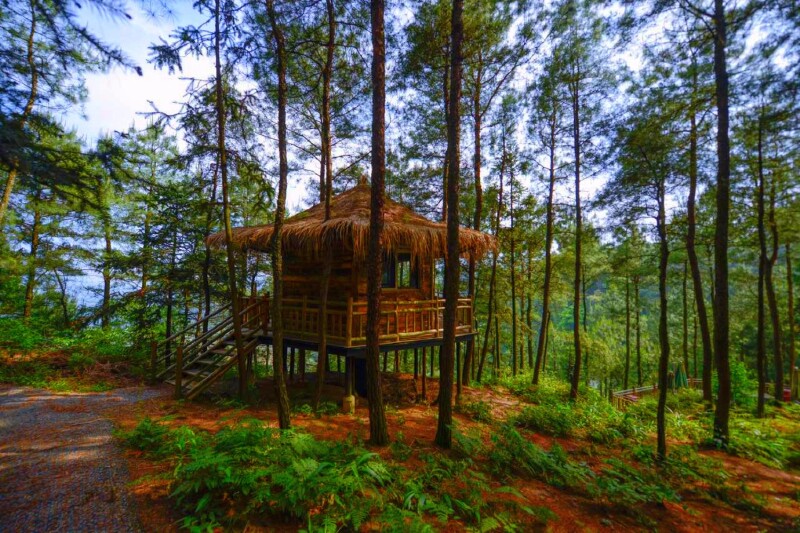 想知道住大山里是种什么体验吗我在巴南安澜镇大来山树屋告诉你