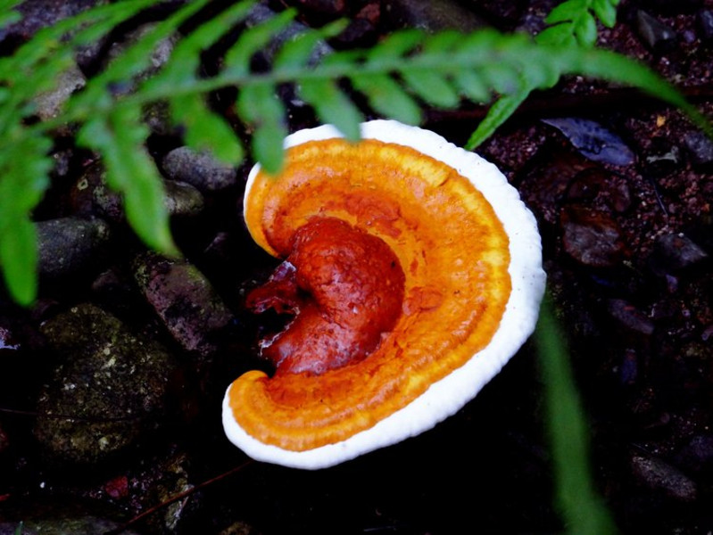 湖邊林子裡的野生靈芝,顏色非常豔麗