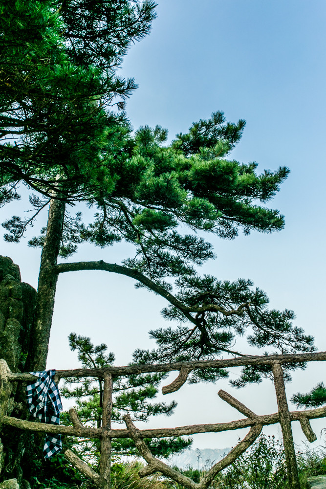 怪松—— 怪松  独去深山绝壑中,参天四覆万年松.