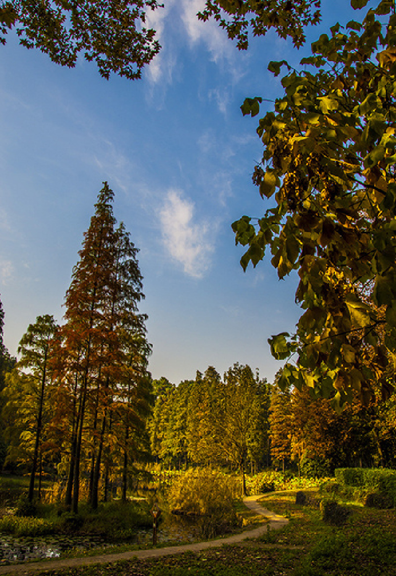 榉树一到深秋就像香山红叶般的热烈如火