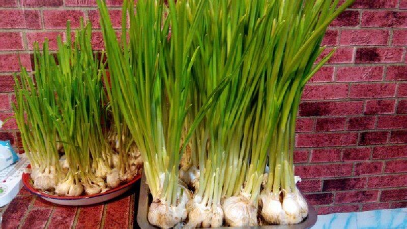 这大蒜长的真好,好吧中午就拿它下酒咯.