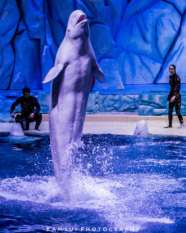 我们在梦幻海洋王国过一个的奇妙的圣诞节【多图】_珠海长隆海洋王国