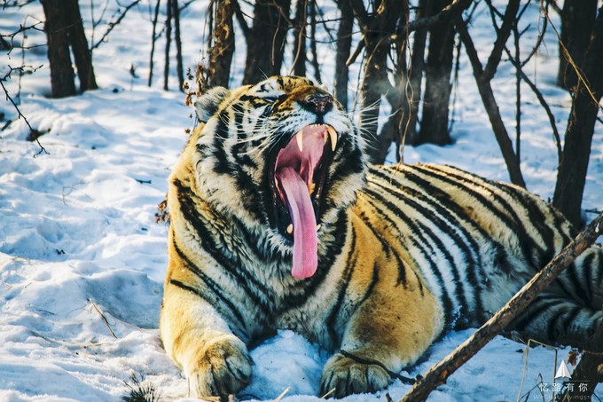 即便张牙舞爪也罢,虎视眈眈也罢.