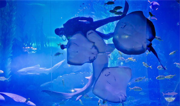 的表演,上午是主要考验个人能力的人鲨共舞,下午呢就是浪漫的人鱼狂欢