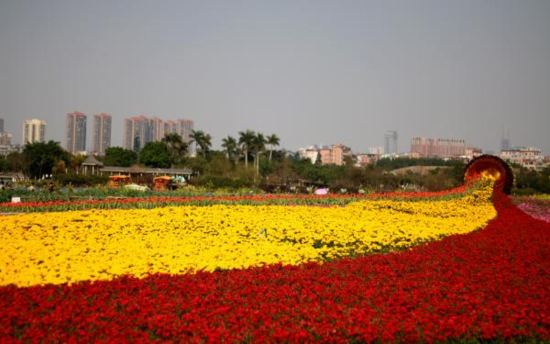 海珠湖公園踏青賞花吹風曬太陽