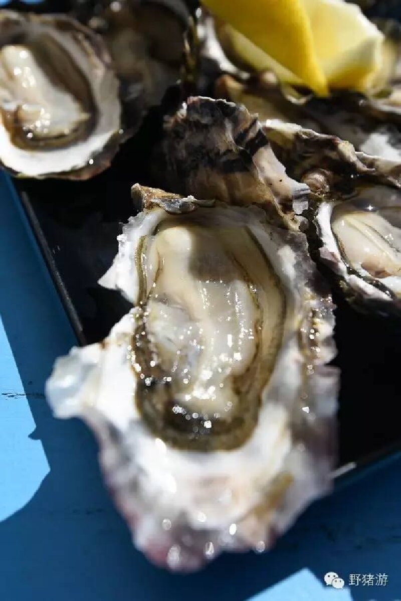 寻找最强澳洲游记#塔斯马尼亚寻蚝记