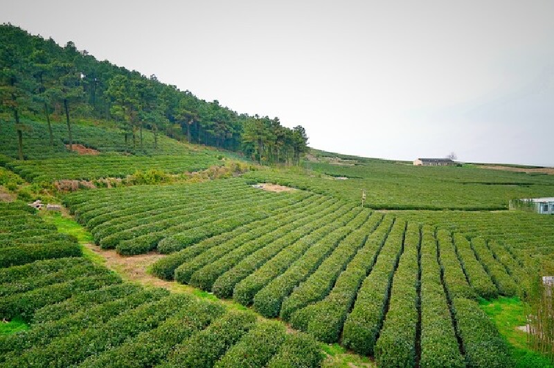 苏州太湖绿光休闲农场游记_途牛
