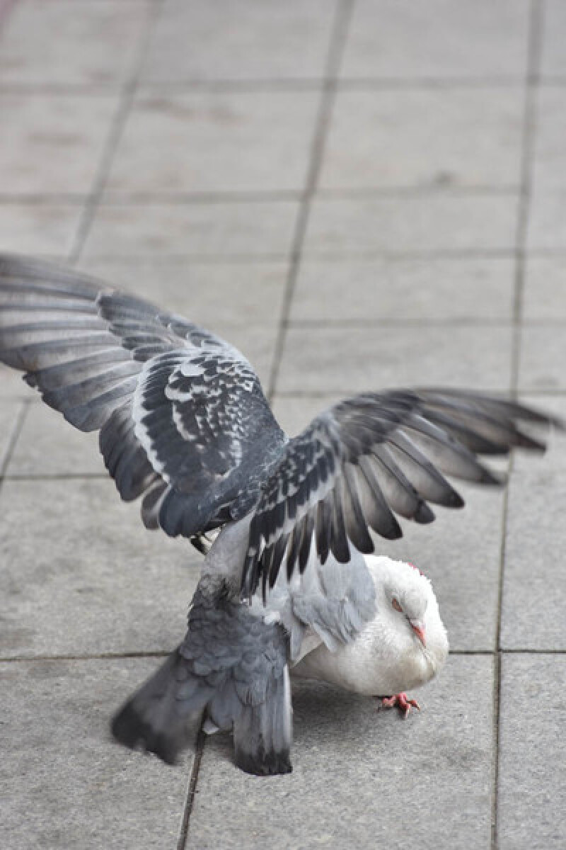 原创俄罗斯鸽子的爱情历程组图