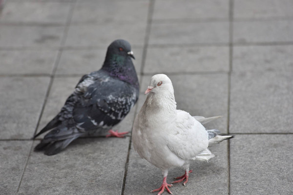 【原创】俄罗斯鸽子的爱情历程(组图)