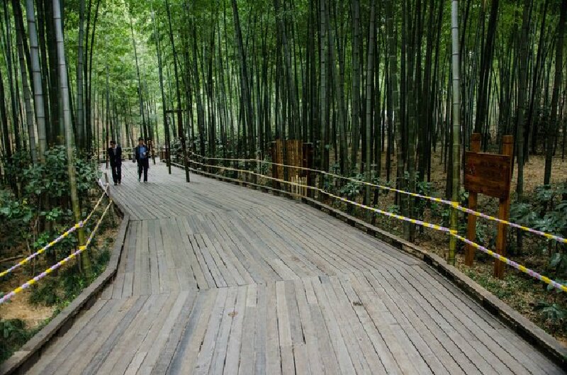 南山竹海景区的竹木步行栈道.