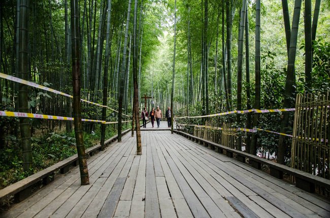 【南山竹海】饱览隐居竹林的宁静生活