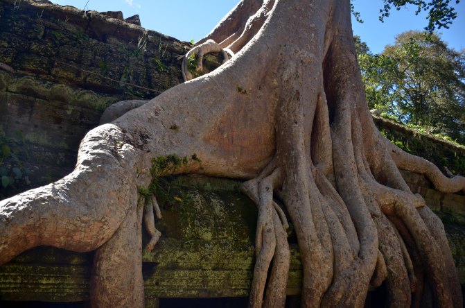 这种巨树在当地被称为蛇树,巨蟒一般攀附,树根古怪嶙峋