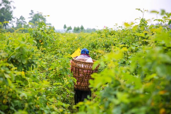 远处一工人开着三轮车开始到园区里回收工人们采摘下来的玫瑰花朵.