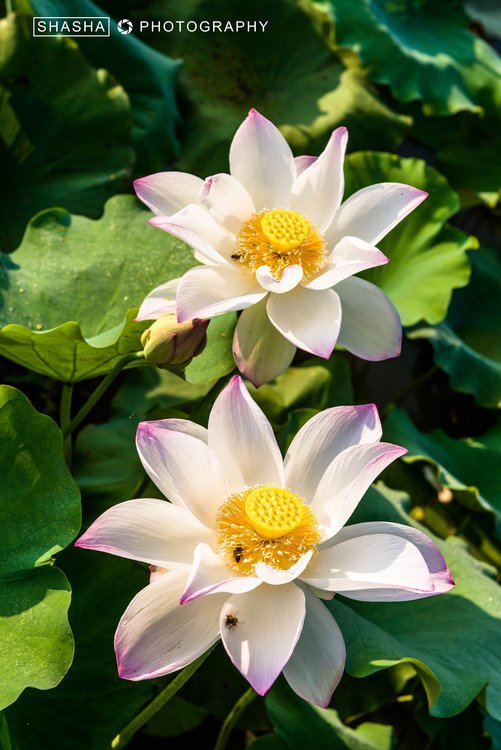 【石城】梦里莲乡知多少