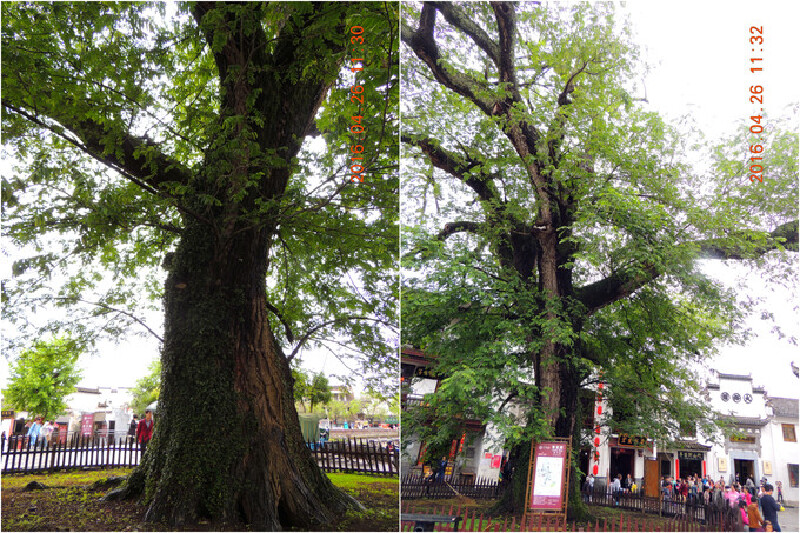 宏村风景区                                               红白
