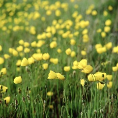 百花坡4