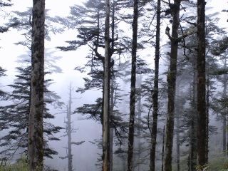瓦屋山国家森林公园