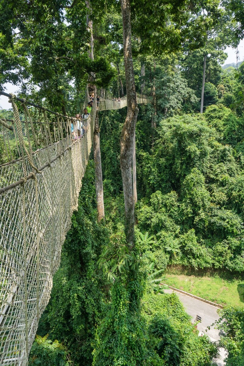 36米世界最高树冠走廊,有望天树才叫热带雨林_旅游游记_途牛