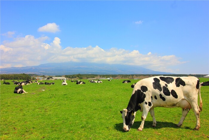 富士牛奶大地牧场,呼吸着青草地的清香,蓝天白云碧草还有我们可爱的