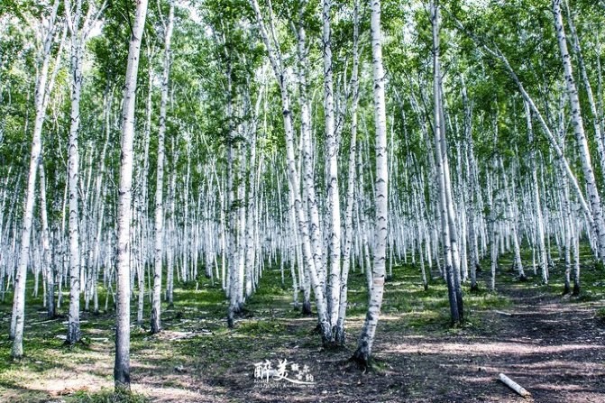 醉美呼伦贝尔,遇见醉美的你—勿忘我