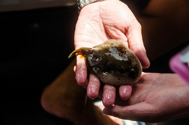 浮潜的时候可以随手抓到这样的鱼儿,听说叫