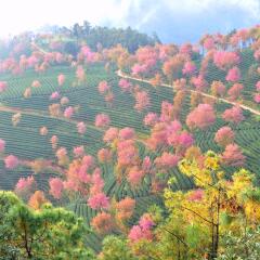 无量山樱花谷