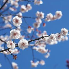 梅花