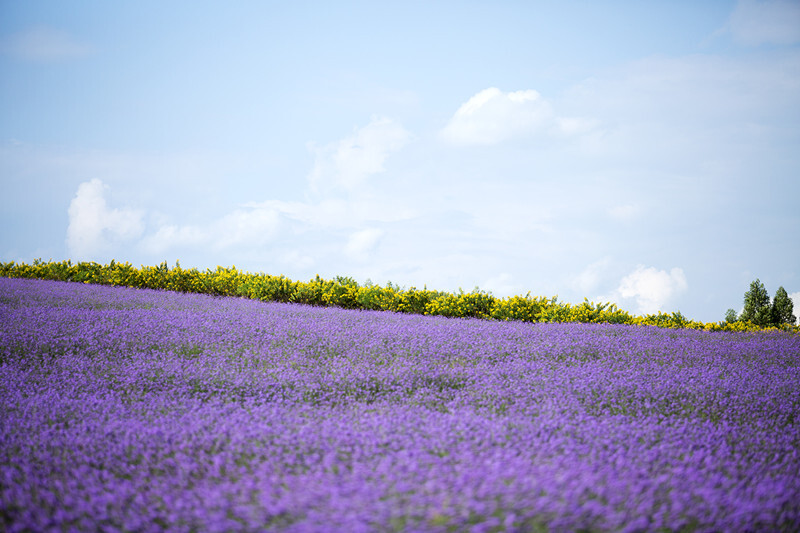 忻城薰衣草庄园城市之外山野之间