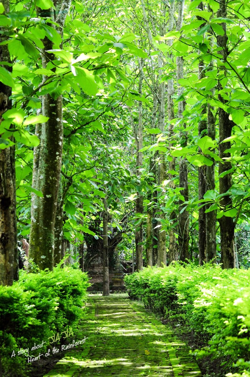 西双版纳|雨林心处,听懂你的语言_西双版纳雨林谷游记_途牛