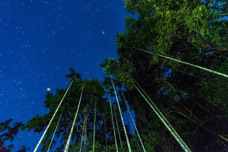 參天大樹直插星空.夜晚比白天更加迷人.