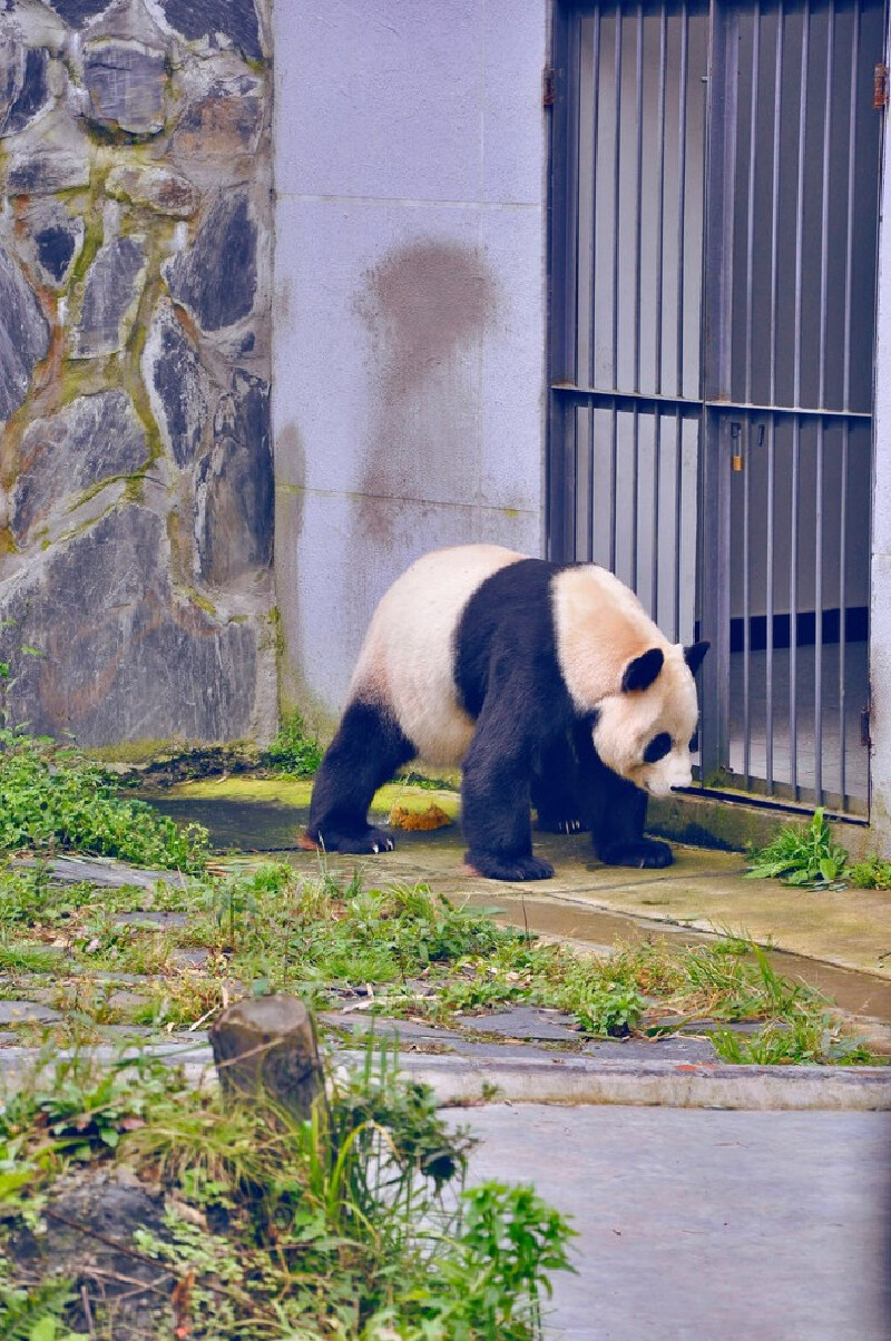 从大熊猫和神仙居住的地方路过雅安宝兴