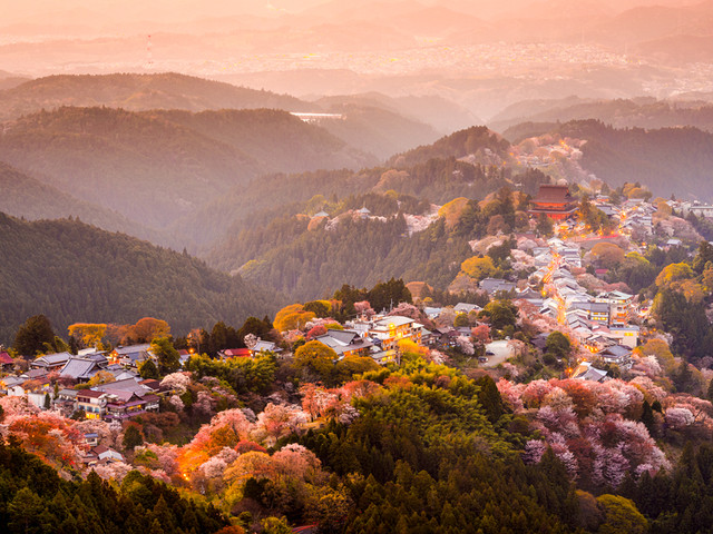 日本看樱花哪里最好