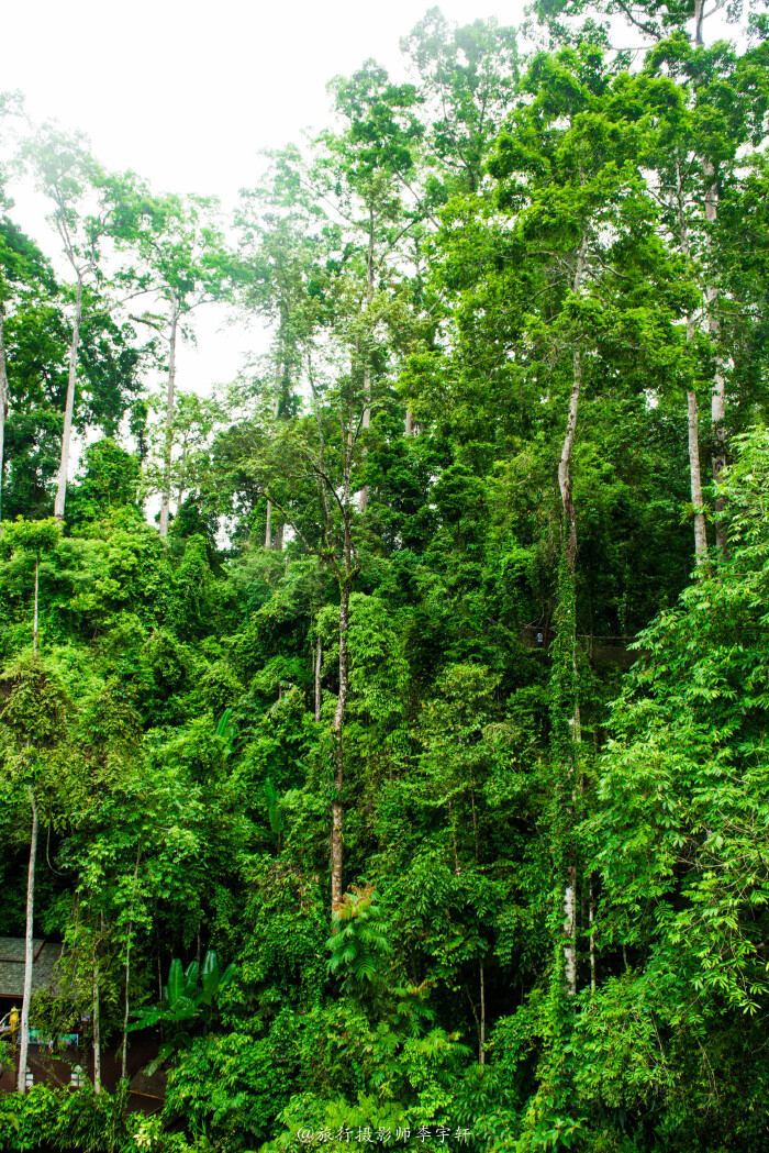 彩云之南#迷失在西双版纳热带雨林的国度里