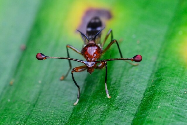 西双版纳傣族园(橄榄坝) ▼望天树的突眼蝇在叶片上小憩.
