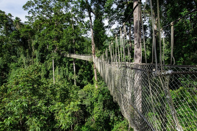 望天树景区树冠走廊