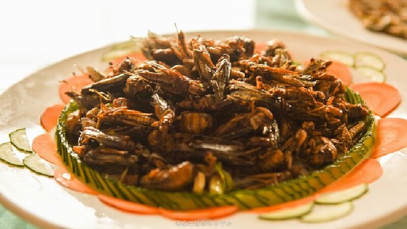 特别是这个蚂蚱开始小伙伴们很多都不敢吃