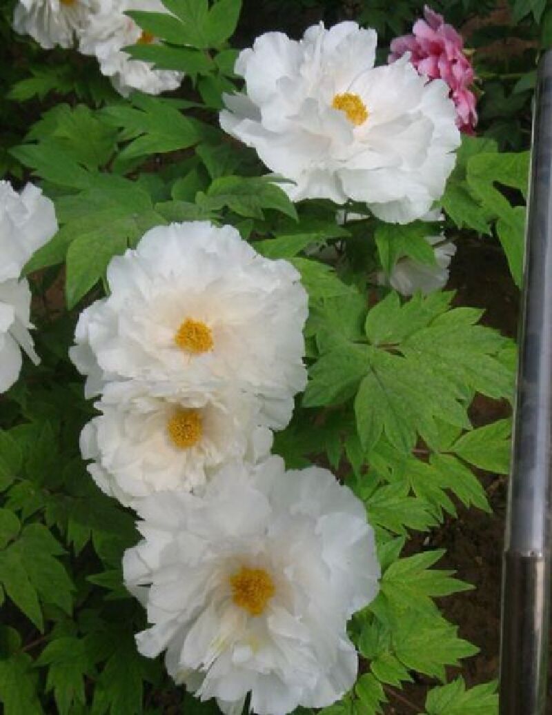 粉的,紫的,豆绿,乌金…到处是各种名目的牡丹:二乔,姚黄,赵粉,雪桂