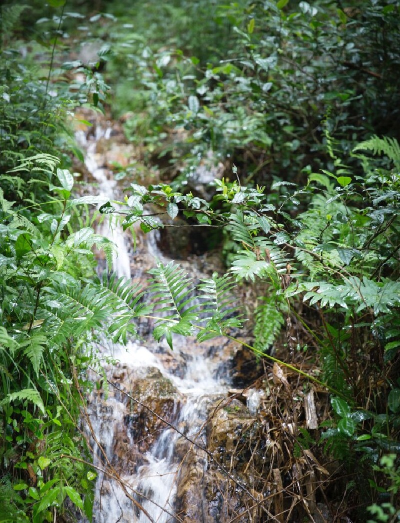我在湖13把草木的气息寄给你