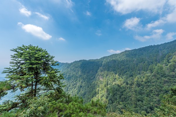 行程我们来到了西天目山,下面请跟着我的脚步带你走进这个大树王国吧