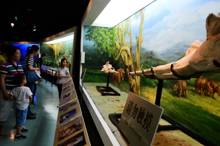 【古生物化石展】也相当不错,我运气好,在这里遇上一个博物馆解说实习